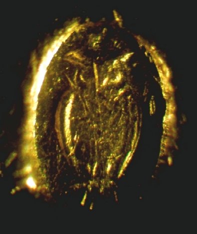 Contromarca gufo.jpg