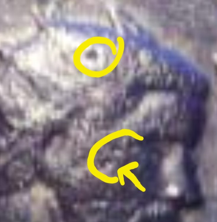 Screenshot_20241011_144748_Samsung Internet.jpg