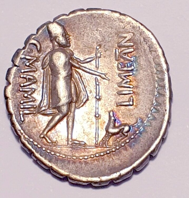 mamilia limetanu r.jpg