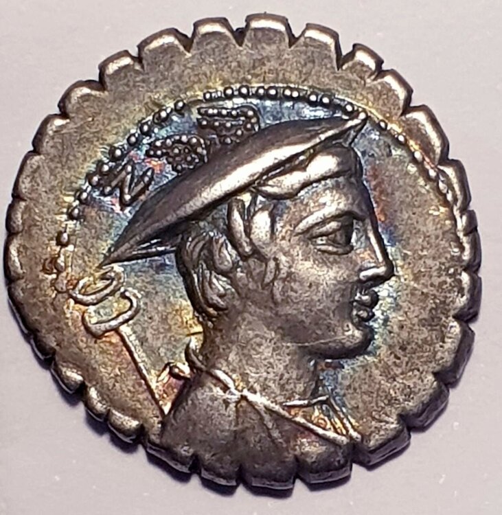 mamilia limetanus.jpg