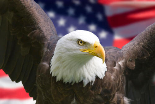 bald eagle.jpg