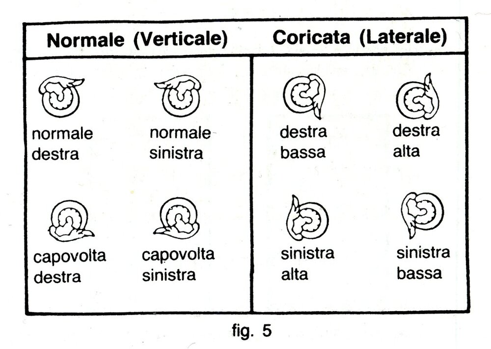 ruota alata - 2237.jpg