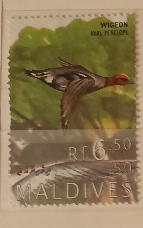 IMG_20250307_205124606 (1).jpg