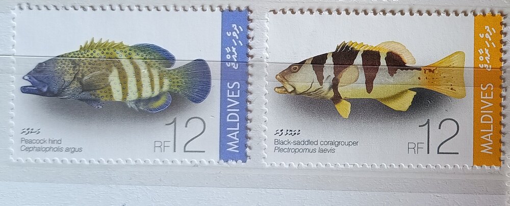 IMG_20250308_123039268 (2).jpg