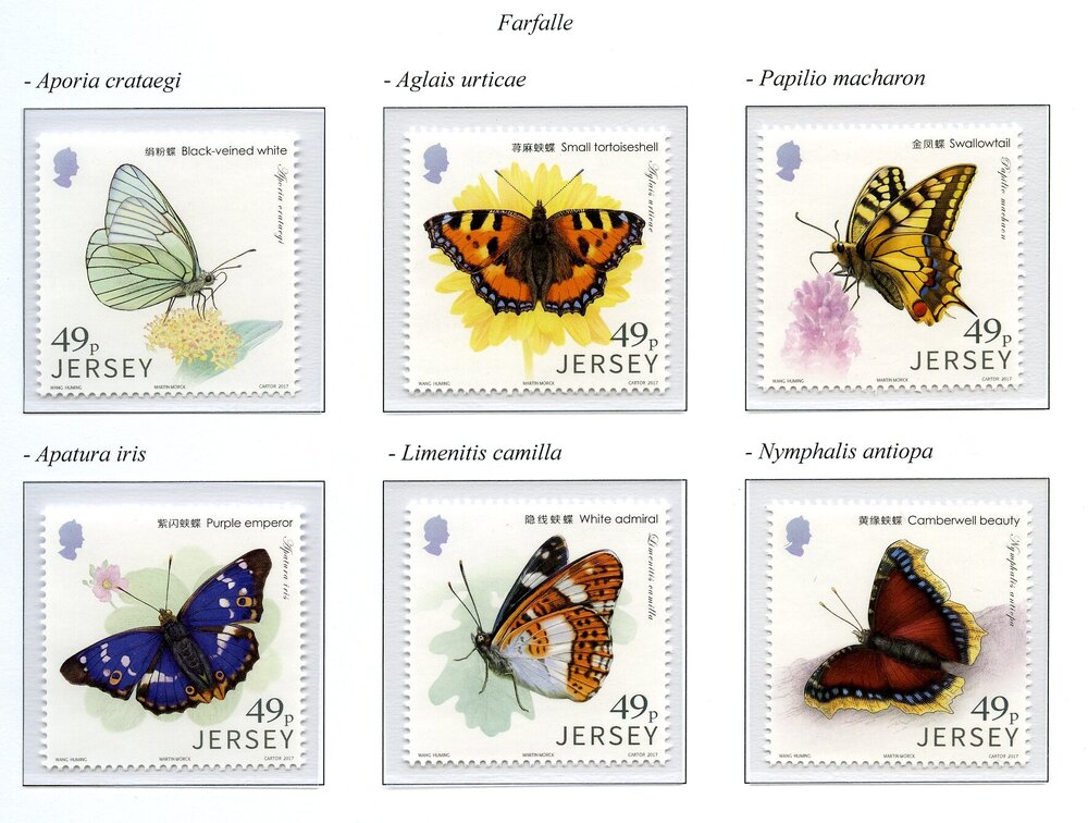 Jersy farfalle004.jpg