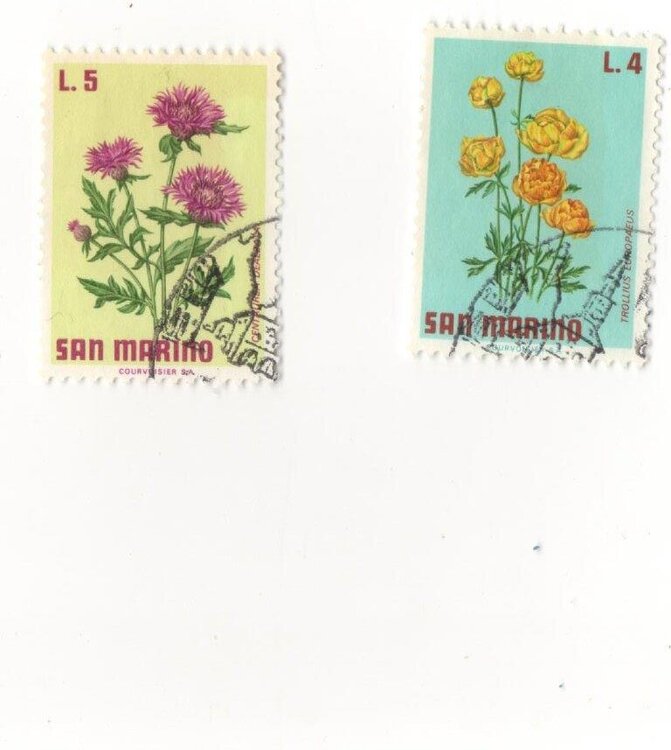 fiori san marino.jpg