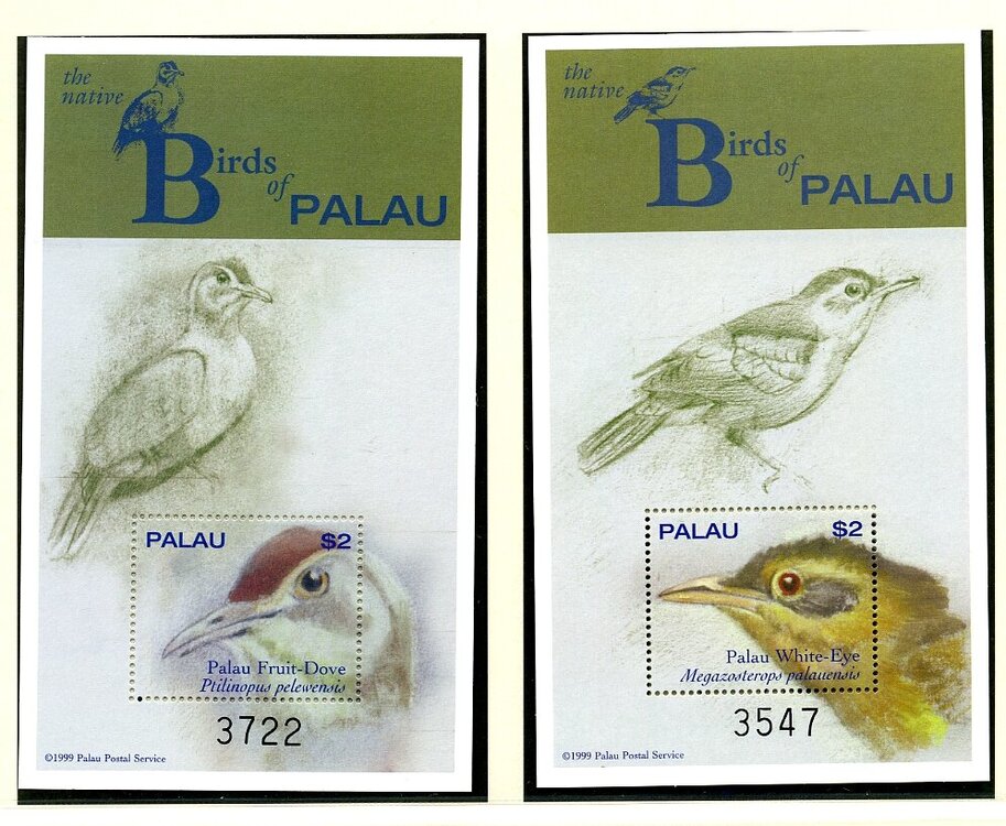 uccelli palau003.jpg