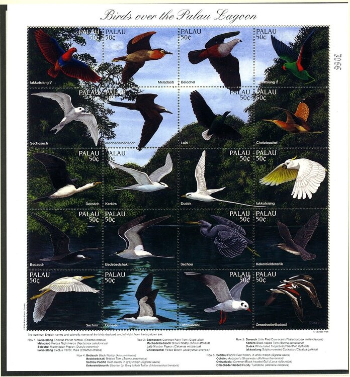 uccelli palau 5064.jpg