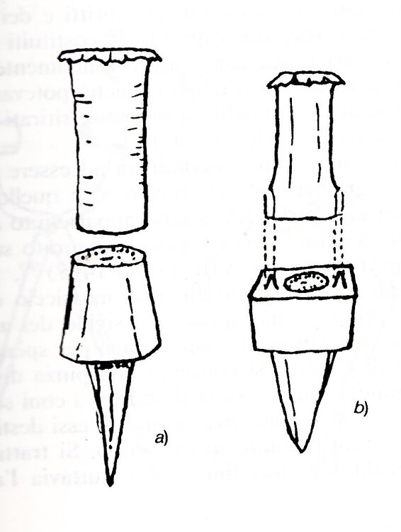 Conio incavigliato.jpg