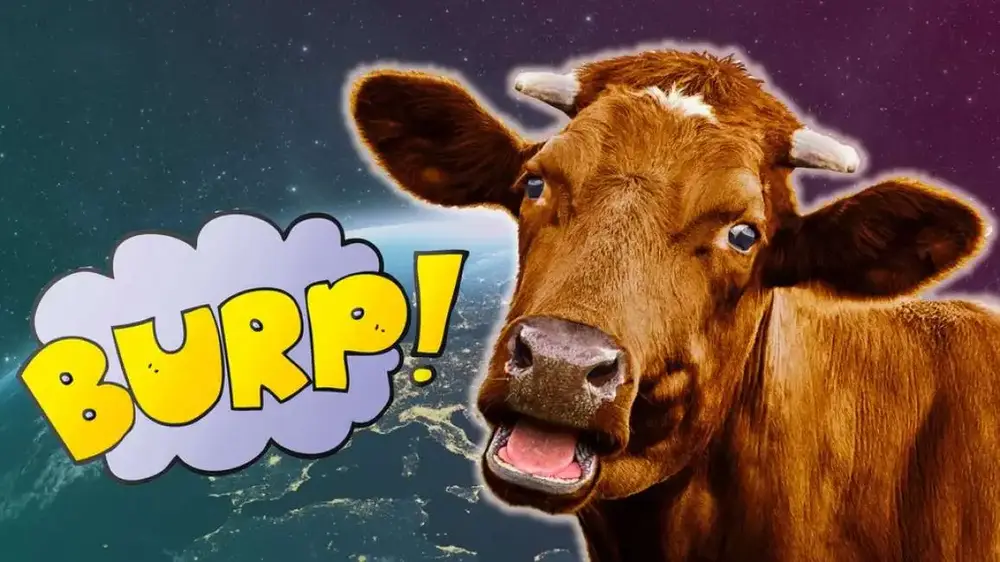 vacca BURP.webp