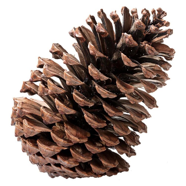 832228_01_P_WE_8-Pinienzapfen_stabilisiert_1920x1920.thumb.jpg.5c90fd332fb2f8abc70fb71d6bf4b29f.jpg