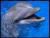 flipper