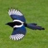 Magpie